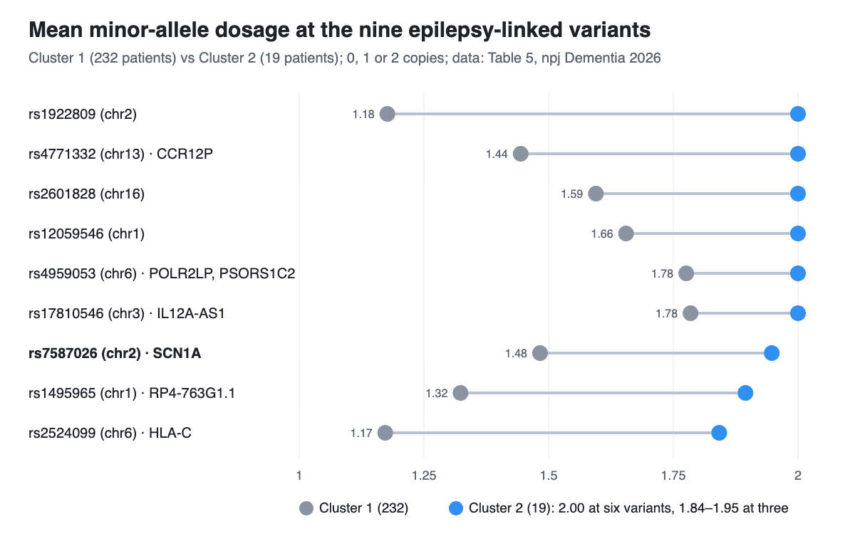 Dumbbell chart of mean allele dosage at nine epilepsy-associated variants, Cluster 1 with 232 patients versus Cluster 2 with 19 patients. Cluster 1 means range from 1.17 to 1.78. Cluster 2 means are 2.00 at six variants (rs1922809, rs4771332, rs2601828, rs12059546, rs4959053, rs17810546) and 1.95, 1.89 and 1.84 at rs7587026 near SCN1A, rs1495965 and rs2524099 near HLA-C.