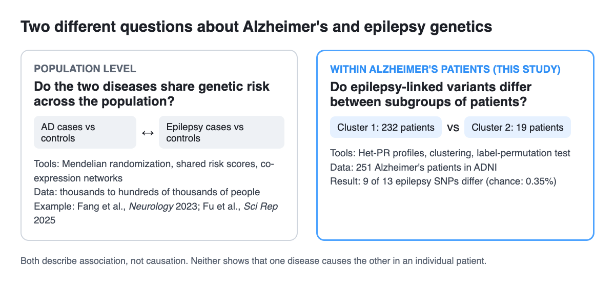 Diagram contrasting two questions. Left, population level: do Alzheimer's and epilepsy share genetic risk across the population? This compares Alzheimer's cases with controls and epilepsy cases with controls, using Mendelian randomization, shared risk scores or co-expression networks on thousands to hundreds of thousands of people, for example Fang et al., Neurology 2023 and Fu et al., Scientific Reports 2025. Right, within Alzheimer's patients (this study): do epilepsy-linked variants differ between subgroups of patients? This compares Cluster 1 with 232 patients and Cluster 2 with 19 patients, using Het-PR profiles, clustering and a label-permutation test on 251 Alzheimer's patients in ADNI; 9 of 13 epilepsy SNPs differ, against 0.35% by chance. Both describe association, not causation.